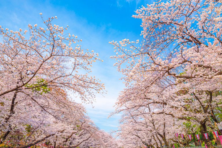 上野　桜